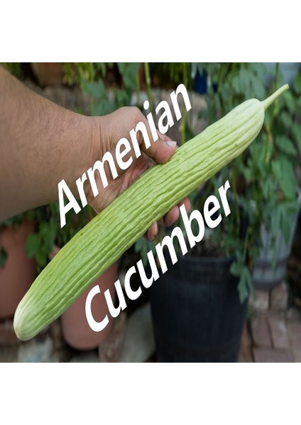 Tacirdepoticaret Doğal Lezzetli Yerli Anadolu Acur Tohumu -100 Tohum