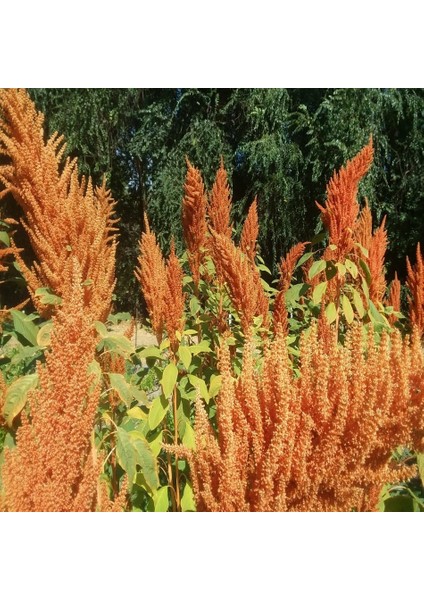 Tacirdepoticaret Smooth Pigweed Amaranthus Çiçeği Tohumu -20 Tohum