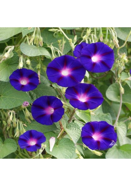 Tacirdepoticaret Ipomoea Purpurea Kahkaha Çiçeği Tohumu -10 Adet