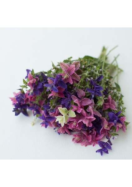 Tacirdepoticaret Salvia Karışık Adaçayı Çiçeği Tohumu -350 Tohum