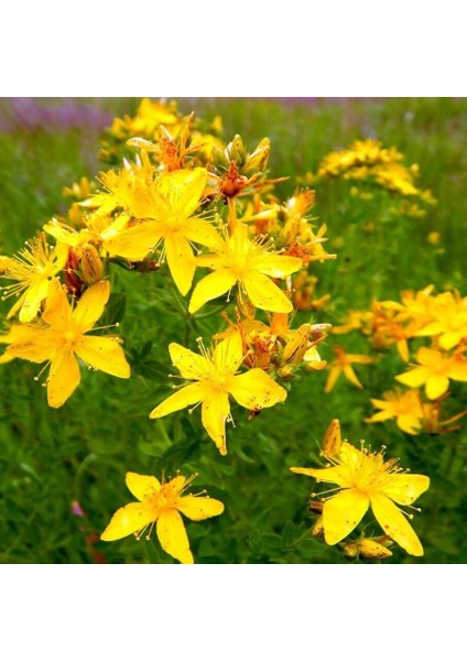 Tacirdepoticaret Doğal Sarı Kantoron(Kılıç Otu) Tohumu (10 Tohum)