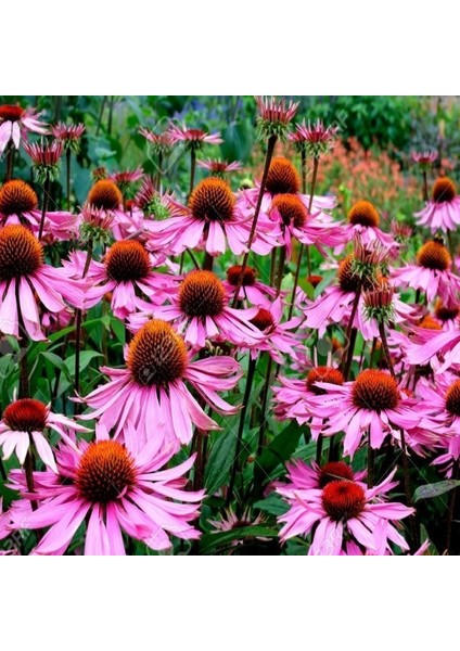 Tacirdepoticaret Doğal Starlight Ekinezya Çiçeği Tohumu (40 Tohum)