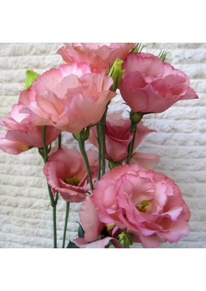 Tacirdepoticaret Katmerli Papillon Pink Blush Lisianthus Çiçeği Tohumu(5 Tohum)