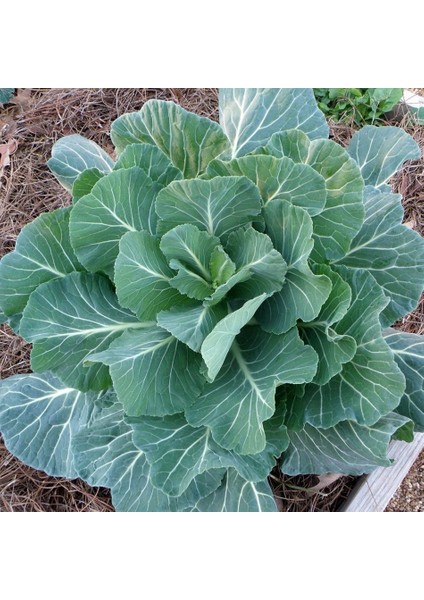 Tacirdepoticaret Doğal Yöresel Morris Kara Lahana Tohumu -95 Tohum