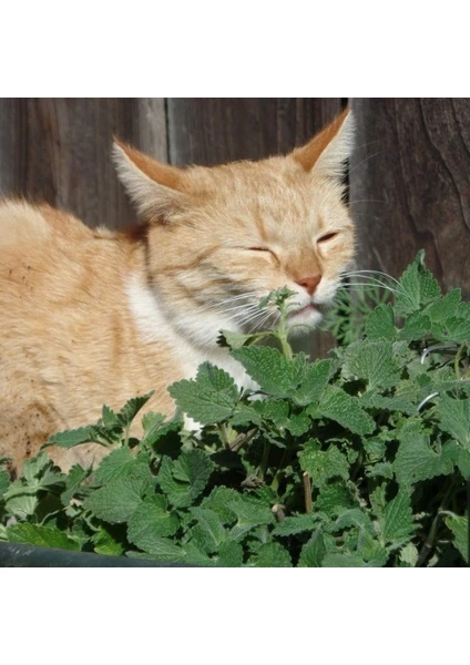 Doğal Catnip Kedi Nanesi Tohumu ( 100 Tohum )