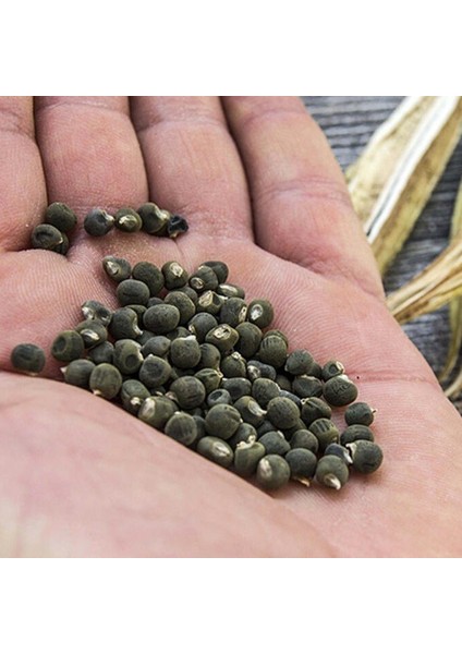 Tacirdepoticaret Doğal Bamya Tohumu -0,5 kg