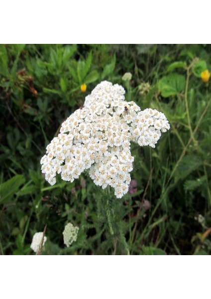 Tacirdepoticaret Şifali Beyaz Civan Perçemi TOHUMU(100 Tohum)