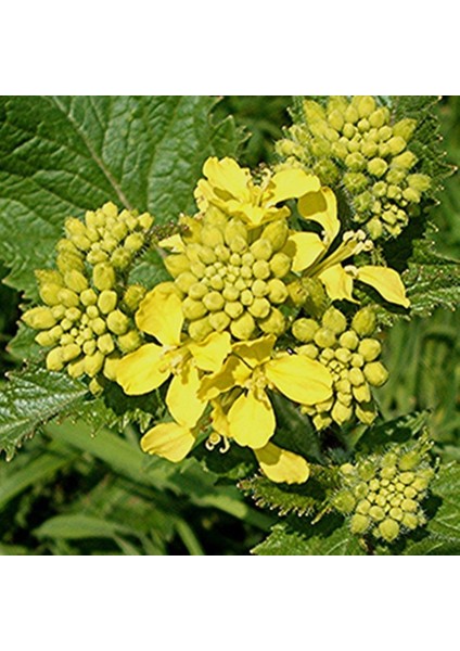 Tacirdepoticaret Siyah Black Hardal Bitkisi TOHUMU(100 Tohum)