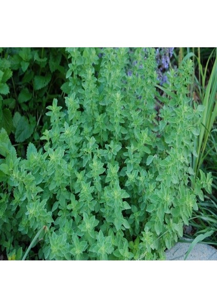 Tacirdepoticaret Doğal Mercanköşk TOHUMU(200 Tohum)