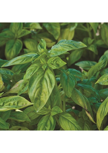 Tacirdepoticaret Doğal Küçük Yapraklı Saksılık Fesleğen Tohumu (100 Tohum)