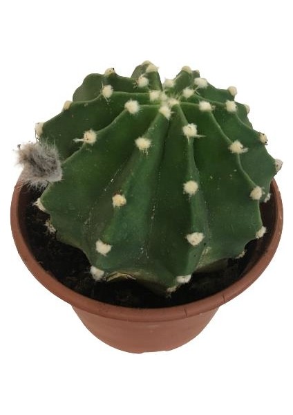 Ithal Büyük Boy Echinopsis Subdenudata (17 cm Lik Saksıda)