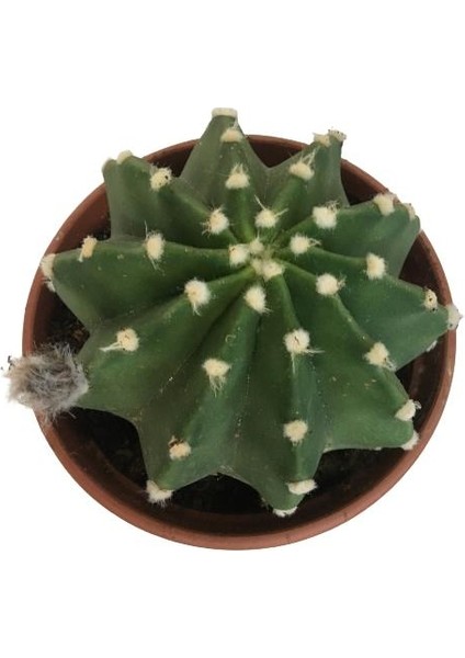 Ithal Büyük Boy Echinopsis Subdenudata (17 cm Lik Saksıda)