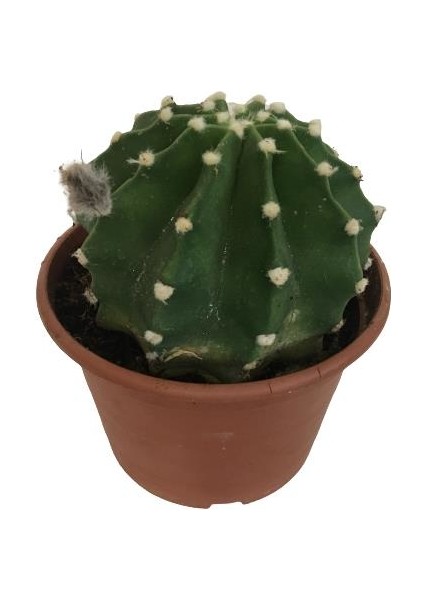 Ithal Büyük Boy Echinopsis Subdenudata (17 cm Lik Saksıda)