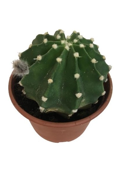 Ithal Büyük Boy Echinopsis Subdenudata (17 cm Lik Saksıda)