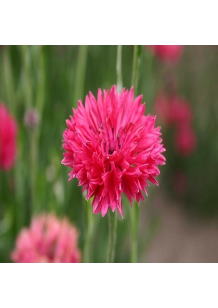 Kırmızı Peygamber (Centaurea) Çiçeği Tohumu -50 Adet