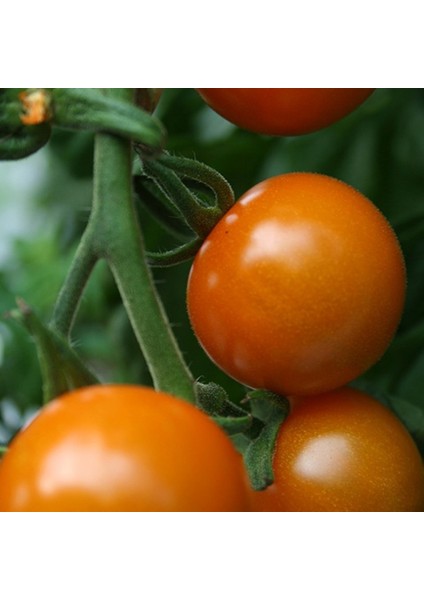 Etli Sunray Domates Tohumu -20 Tohum