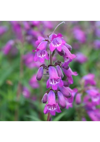 Lila Penstemon Sakallı Dil Çiçeği Tohumu -50 Tohum
