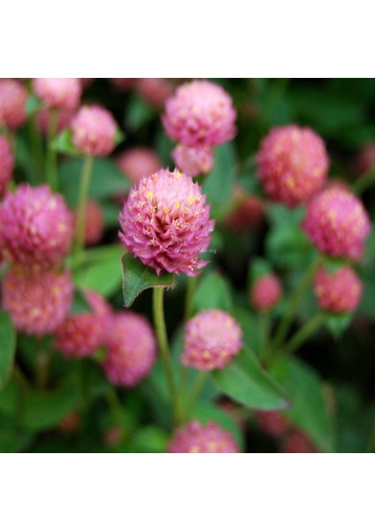 Pembe Medine Hanım Düğmesi Çiçeği Tohumu -50 Adet