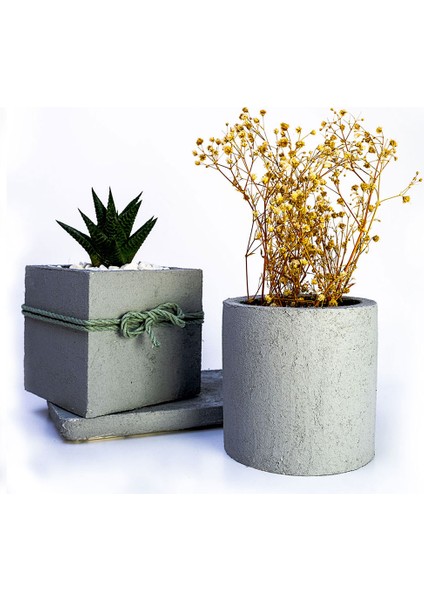 2'li Beton Efekt Serisi Set Saksıda Haworthia Sukulent modelleri