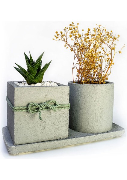 2'li Beton Efekt Serisi Set Saksıda Haworthia Sukulent fırsatları