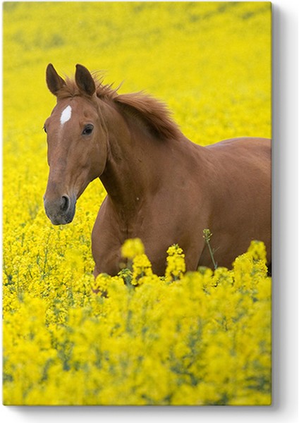 Tarladaki At Tablosu