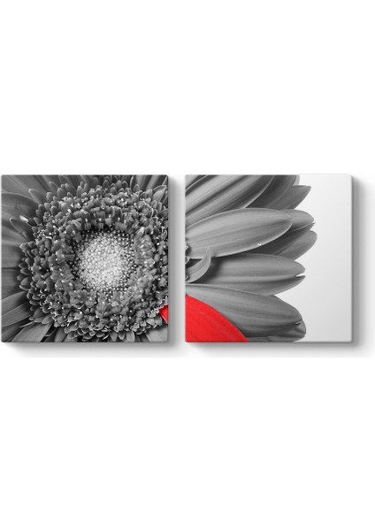 Siyah Beyaz Gerbera Tablosu