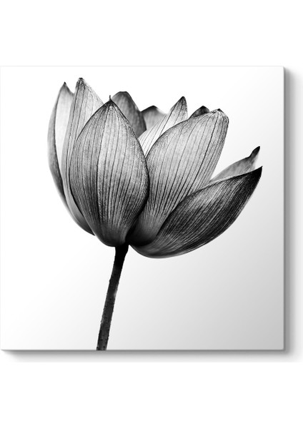 Yalnız Gelincik Tablosu