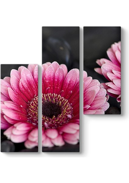 Gerbera Çiçeği Tablosu