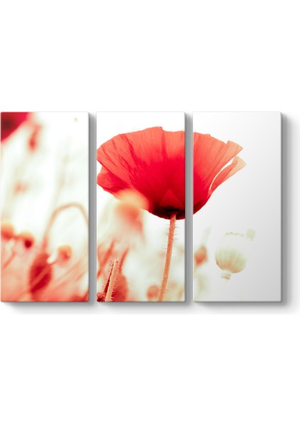 Soft Gelincik Çiçeği Tablosu