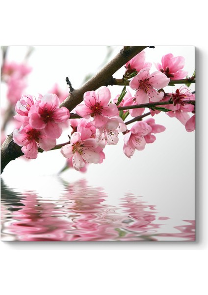 Pembe Çiçek ve Su Tablosu