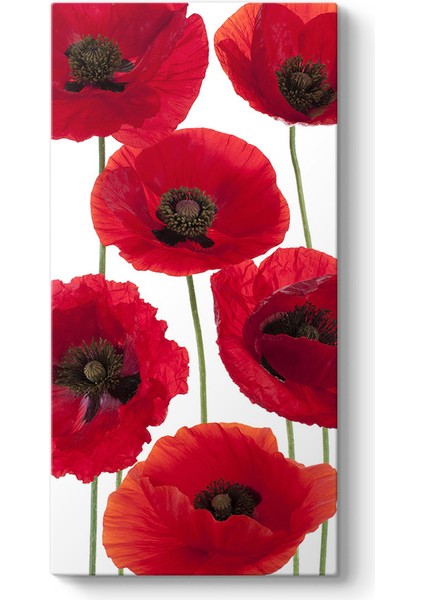 Gelincik Çiçeği Vektör Tablosu