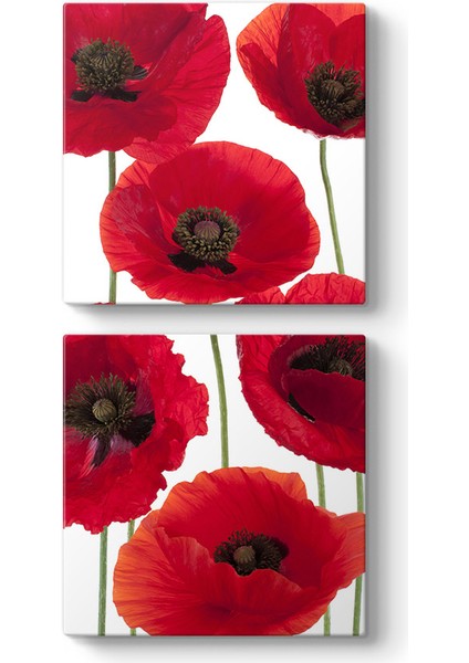 Gelincik Çiçeği Vektör Tablosu