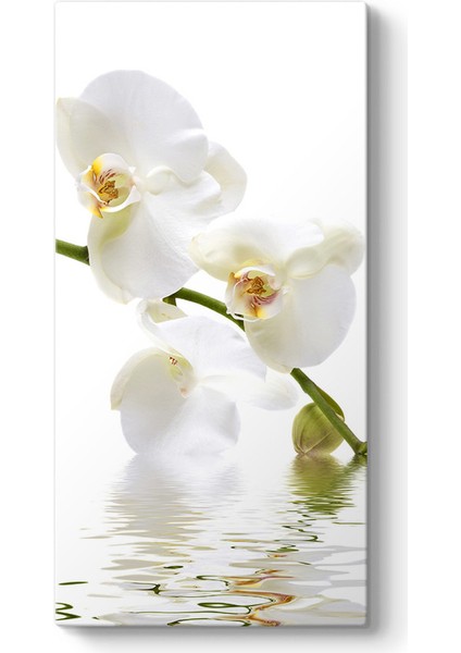 Orkide Çiçeği Tablosu