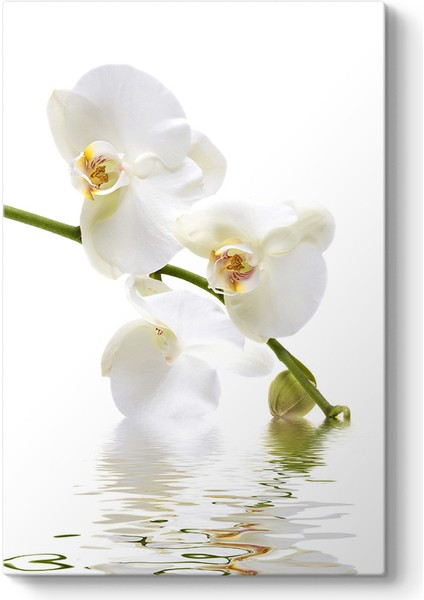 Orkide Çiçeği Tablosu