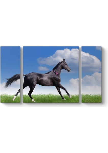 Arap Çim Atı Tablosu