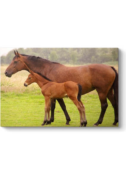 At ve Yavrusu Tablosu