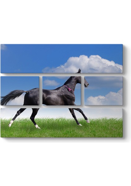 Arap Çim Atı Tablosu