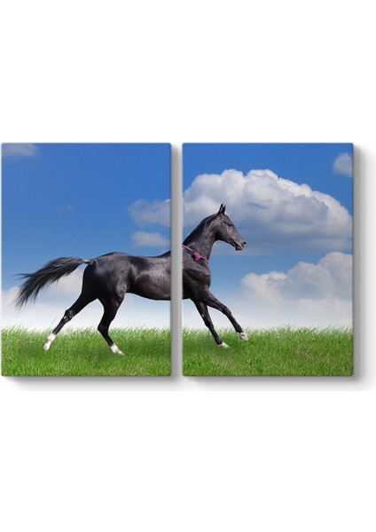 Arap Çim Atı Tablosu