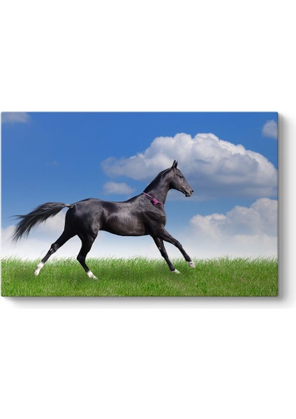 Arap Çim Atı Tablosu