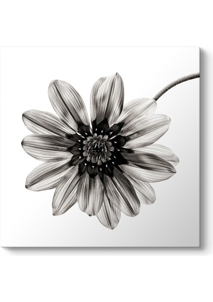Siyah Beyaz Çiçek I Tablosu