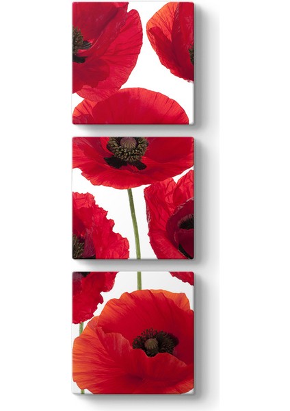 Gelincik Çiçeği Vektör Tablosu