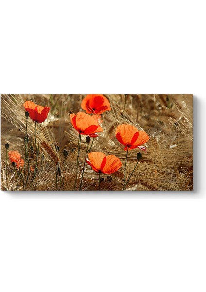 Gelincik Esintileri Tablosu