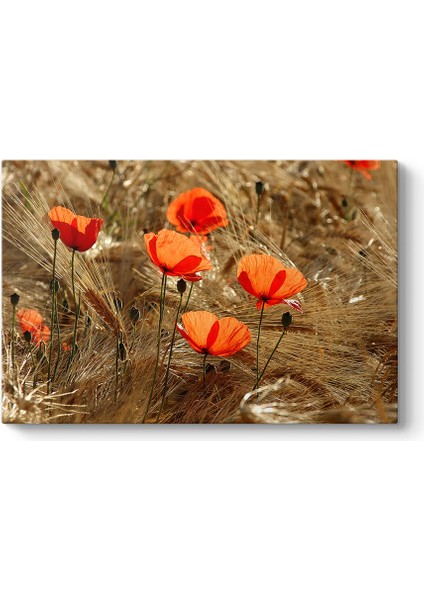 Gelincik Esintileri Tablosu