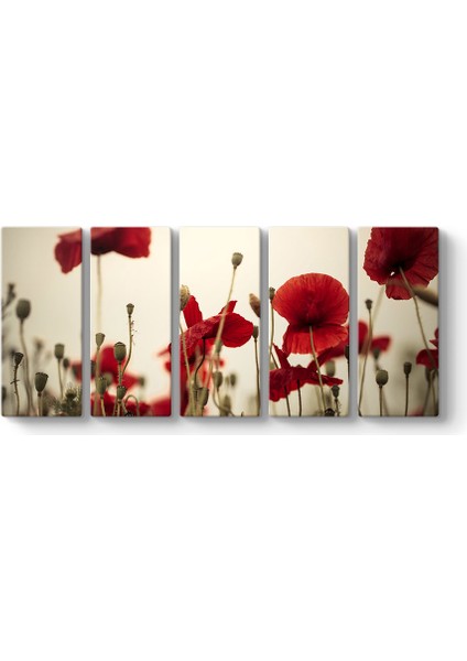 Soft Gelincik Tablosu