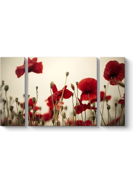 Soft Gelincik Tablosu