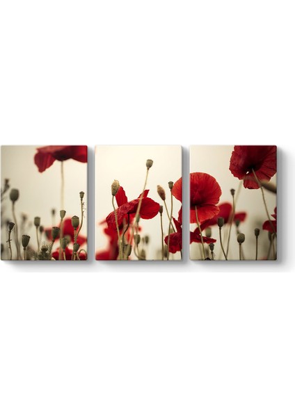 Soft Gelincik Tablosu