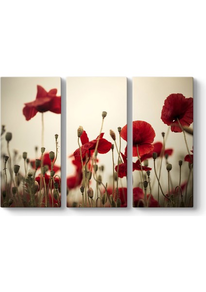 Soft Gelincik Tablosu