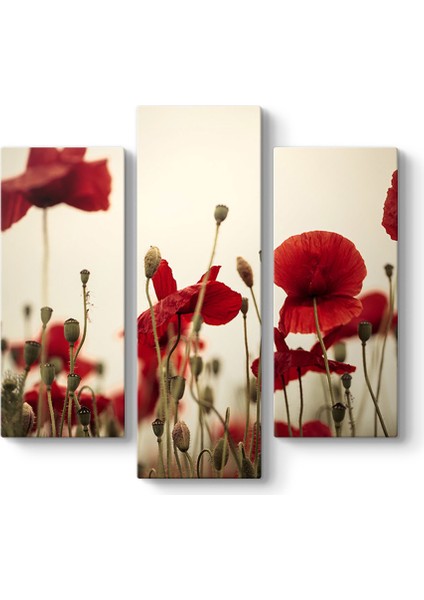 Soft Gelincik Tablosu