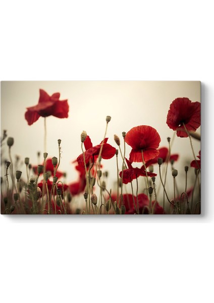 Soft Gelincik Tablosu