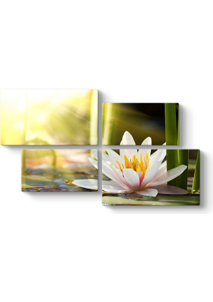 Sade Nilüfer Çiçeği Tablosu